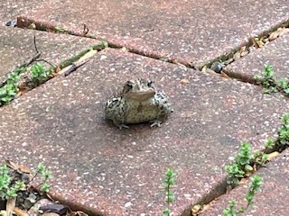 This is the toad that lives in the atrium. He comes out when it rains. Say hello to my little friend. 